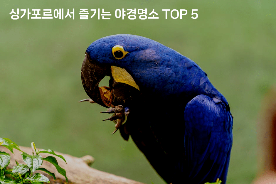 싱가포르에서 즐기는 야경명소 TOP 5
2-싱미미